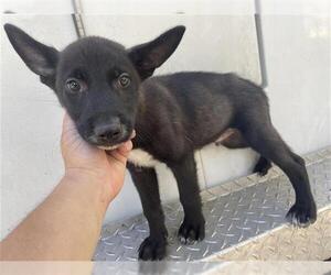 Labrador Retriever Dogs for adoption in Houston, TX, USA