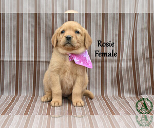 Medium Golden Labrador