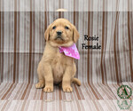 Puppy Rosie Golden Labrador