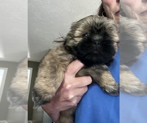 Shih Tzu Puppy for sale in SUGAR HILL, GA, USA
