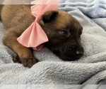 Small Photo #166 Belgian Malinois Puppy For Sale in REESEVILLE, WI, USA