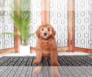 Goldendoodle (Miniature) Puppy for sale in NAPLES, FL, USA