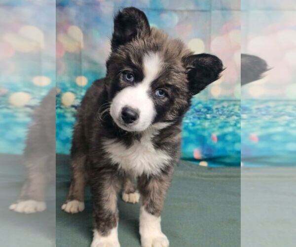 Medium Photo #2 Aussie Siberian Puppy For Sale in Lakewood, CO, USA