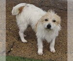 Small Cairn Terrier Mix