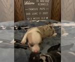 Small Photo #13 Welsh Cardigan Corgi Puppy For Sale in SUN PRAIRIE, WI, USA