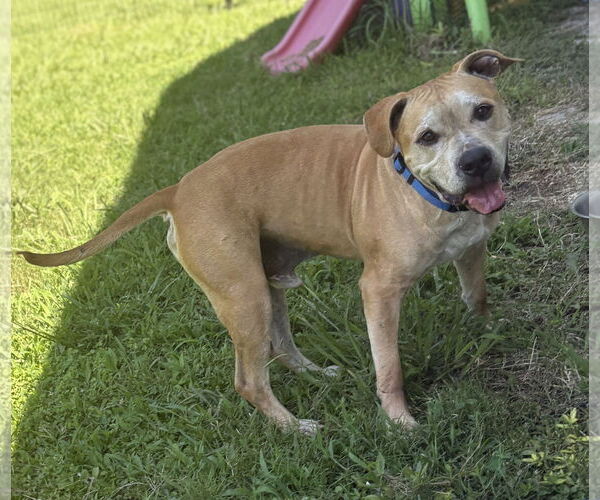 Medium Photo #3 American Pit Bull Terrier-Unknown Mix Puppy For Sale in Virginia Beach, VA, USA