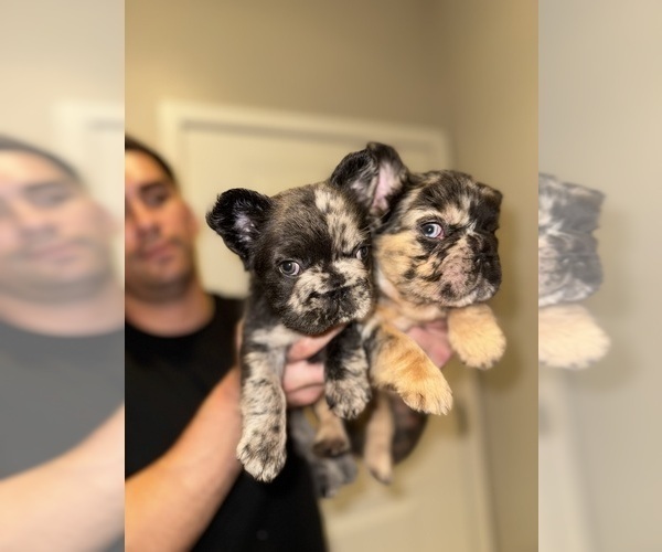 Medium Photo #5 French Bulldog Puppy For Sale in SAN DIEGO, CA, USA