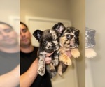 Small #4 French Bulldog