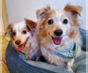 Pembroke Welsh Corgi-Spaniel Mix Dogs for adoption in Temecula, CA, USA