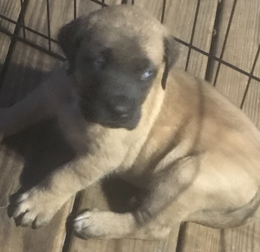 Medium Photo #1 Mastiff Puppy For Sale in MIDDLETOWN, NY, USA