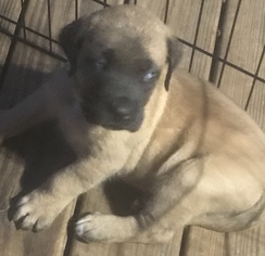 Mastiff Puppy for sale in MIDDLETOWN, NY, USA