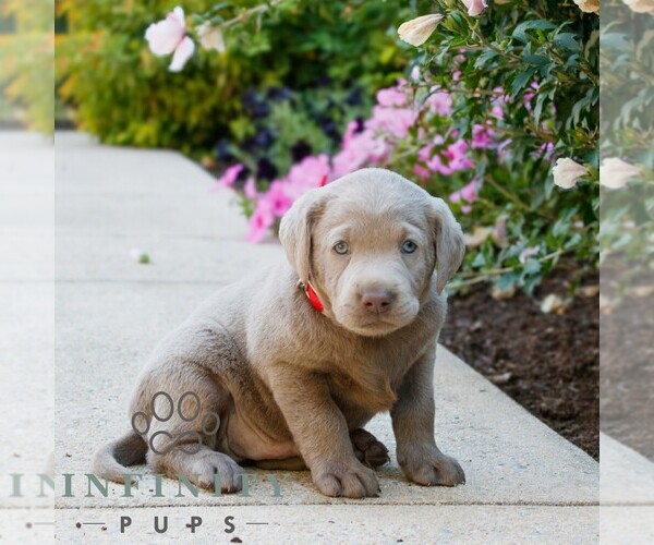 Medium Photo #1 Labrador Retriever Puppy For Sale in NARVON, PA, USA