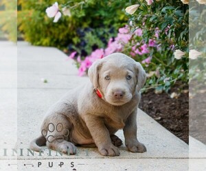 Labrador Retriever Puppy for sale in NARVON, PA, USA