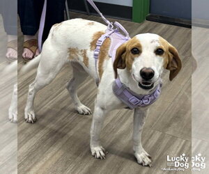 Mutt Dogs for adoption in Washington, DC, USA