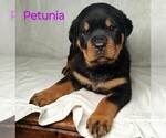 Puppy Petunia Rottweiler
