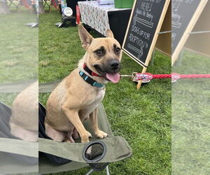 Boxer-Unknown Mix Dogs for adoption in San Diego , CA, USA