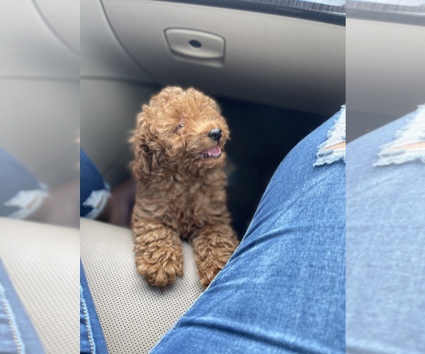 Medium Photo #2 Poodle (Toy) Puppy For Sale in TAMPA, FL, USA