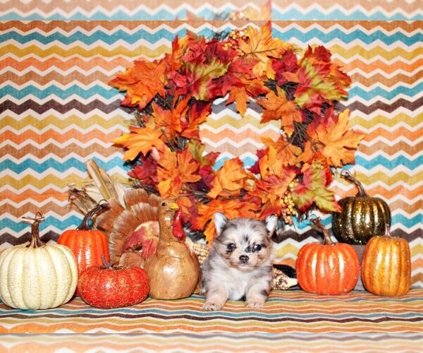 Medium Photo #32 Chihuahua Puppy For Sale in CHARLESTON, AR, USA