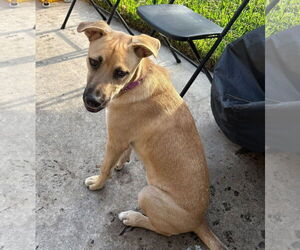 German Shepherd Dog-Unknown Mix Dogs for adoption in Hoffman Estates, IL, USA