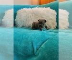 Small #5 French Bulldog