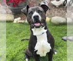 Small #1 American Pit Bull Terrier