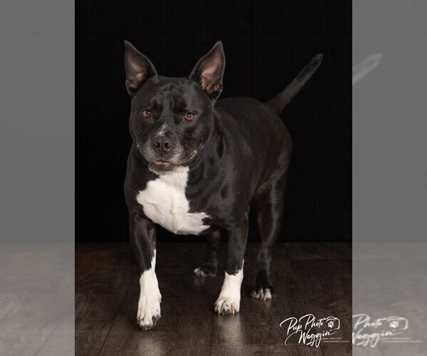 Medium Photo #1 Labrador Retriever-Unknown Mix Puppy For Sale in Claremore, OK, USA