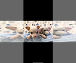 Small Photo #4 Chihuahua Puppy For Sale in SHERMAN, TX, USA