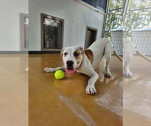 Mutt Dogs for adoption in Elmsford, NY, USA