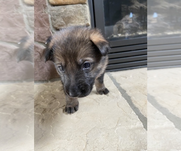 Medium Photo #1 German Shepherd Dog Puppy For Sale in MOORESVILLE, NC, USA