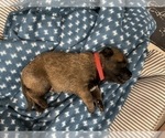 Small Photo #234 Belgian Malinois Puppy For Sale in REESEVILLE, WI, USA