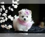 Small #18 Maltese