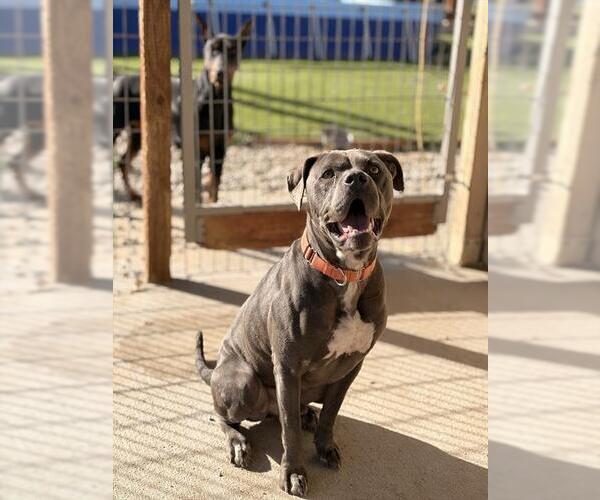 Medium Photo #3 Mutt Puppy For Sale in Long Beach, CA, USA