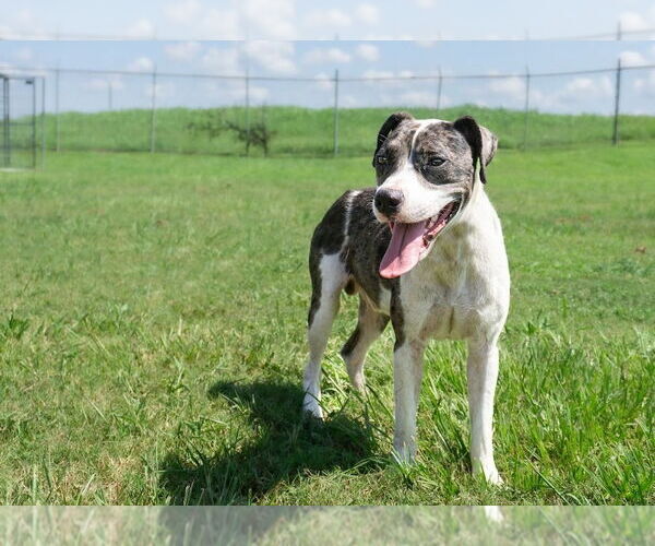 Medium Photo #2 Mutt Puppy For Sale in Abbeville, LA, USA
