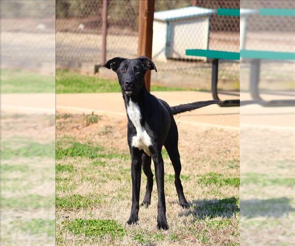 Medium Photo #1 Labrador Retriever-Unknown Mix Puppy For Sale in Grovetown, GA, USA