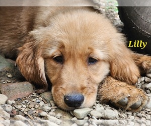 Golden Retriever Puppy for sale in WILLIAMSON, WV, USA