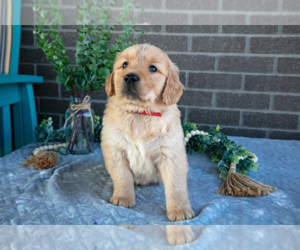 Medium Photo #3 Golden Retriever Puppy For Sale in MILLERSBURG, OH, USA