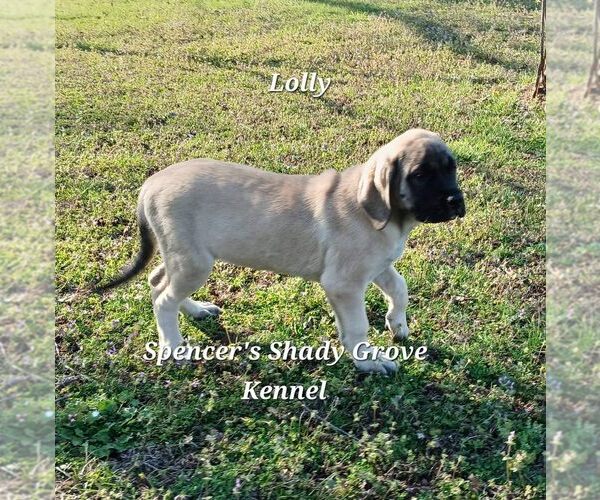 Medium Photo #6 Mastiff Puppy For Sale in CABOOL, MO, USA