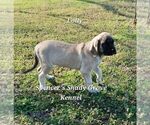 Small #5 Mastiff