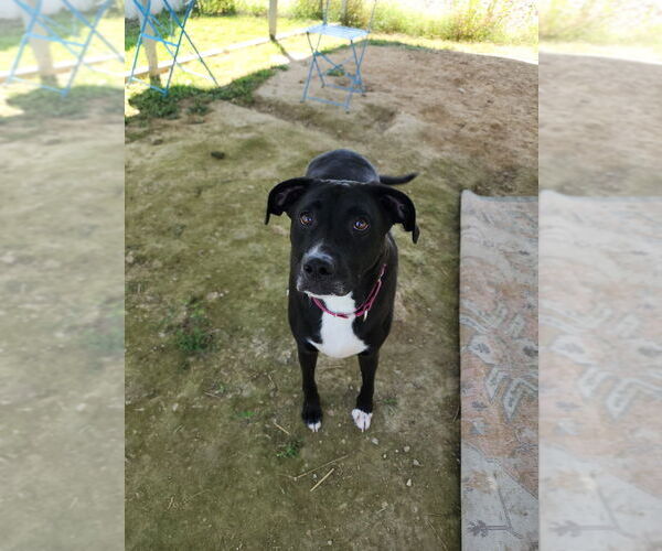 Medium Photo #2 Boxador Puppy For Sale in Evansville, IN, USA