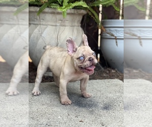 French Bulldog Puppy for sale in LOS ANGELES, CA, USA