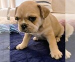 Small #2 French Bulldog