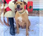 Small #1 American Pit Bull Terrier