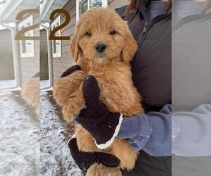 Goldendoodle-Labrador Retriever Mix Dogs for adoption in BECKER, MN, USA