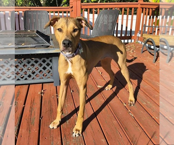 Medium Photo #7 American Staffordshire Terrier-Unknown Mix Puppy For Sale in Holly Springs, NC, USA