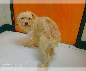 Maltese-Unknown Mix Dogs for adoption in Oroville, CA, USA