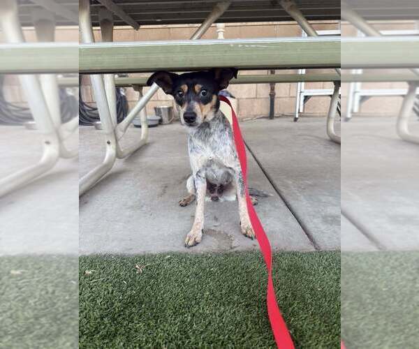Medium Photo #2 Chihuahua-Unknown Mix Puppy For Sale in Calgary, Alberta, Canada