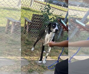 Great Dane Dogs for adoption in Bullard, TX, USA