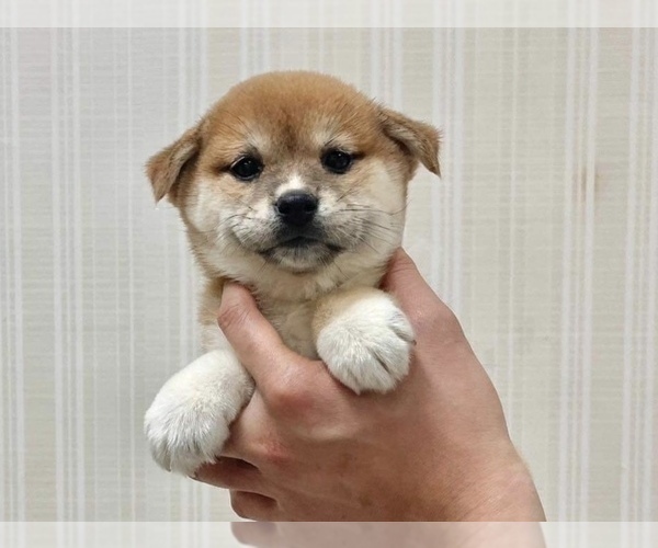 Medium Photo #2 Shiba Inu Puppy For Sale in FREMONT, CA, USA