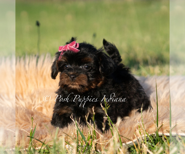 Medium Photo #4 Maltipoo (Miniature) Puppy For Sale in WARSAW, IN, USA