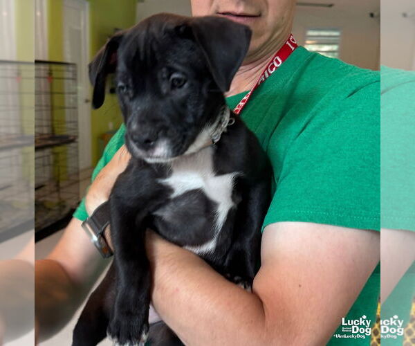 Medium Photo #3 Labrador Retriever-Retriever  Mix Puppy For Sale in Washington, DC, USA